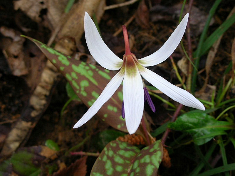 Erythronium dens-canis / Dente di cane